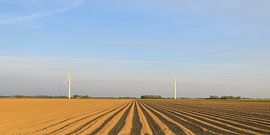 Champ de pommes de terre fraîchement labouré avec un motif en ligne droite et une perspective qui s' sur Sjoerd van der Wal Photographie