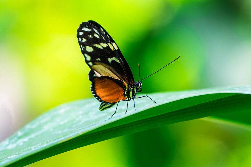 Kleurrijke vlinder von Peter Relyveld