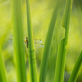Dragonfly between the reeds by Kim Meijer