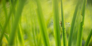 Libel tussen het riet van Kim Meijer