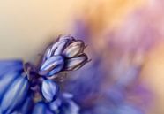 Blühende Waldhyazinthe von Ellen Driesse Miniaturansicht
