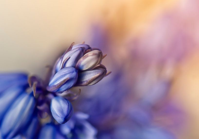 Jacinthe des bois en fleurs par Ellen Driesse