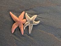 Zeesterren op het strand