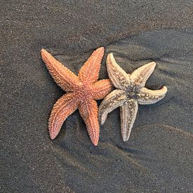 Étoile de mer sur la plage sur Toekie -Art