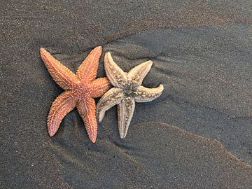 Étoile de mer sur la plage sur Toekie -Art