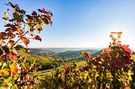 Vignoble près de Stuttgart-Rotenberg en automne par Werner Dieterich Aperçu