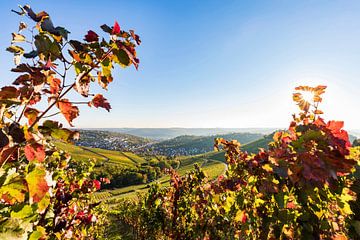 Vignoble près de Stuttgart-Rotenberg en automne sur Werner Dieterich