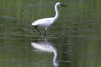 Kleine Zilverreiger