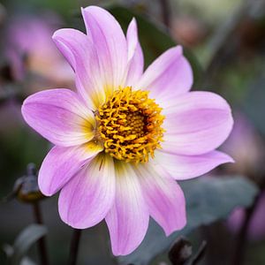 Dahlie (Dahlia)