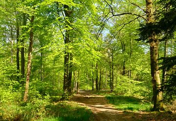 Buchenwald im Frühling von Corinne Welp