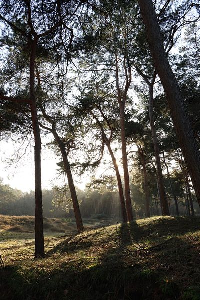 Zonnestralen door de bomen van Daniëlle Eibrink Jansen