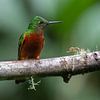 Chestnut Breasted Coronet sur Lex van Doorn