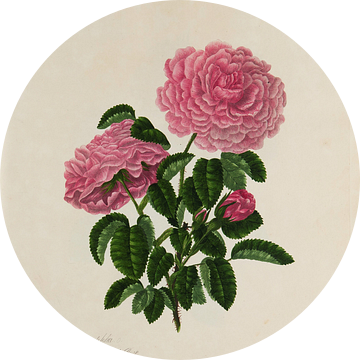 Een verzameling rozen uit de natuur, A. Lawrance van Teylers Museum