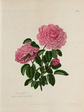A collection of roses from nature, A. Lawrance by Teylers Museum