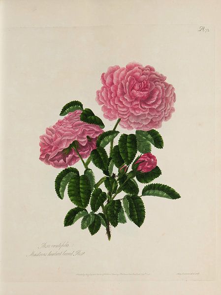 Une collection de roses d'après nature, A. Lawrance par Teylers Museum
