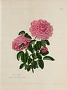 A collection of roses from nature, A. Lawrance by Teylers Museum thumbnail