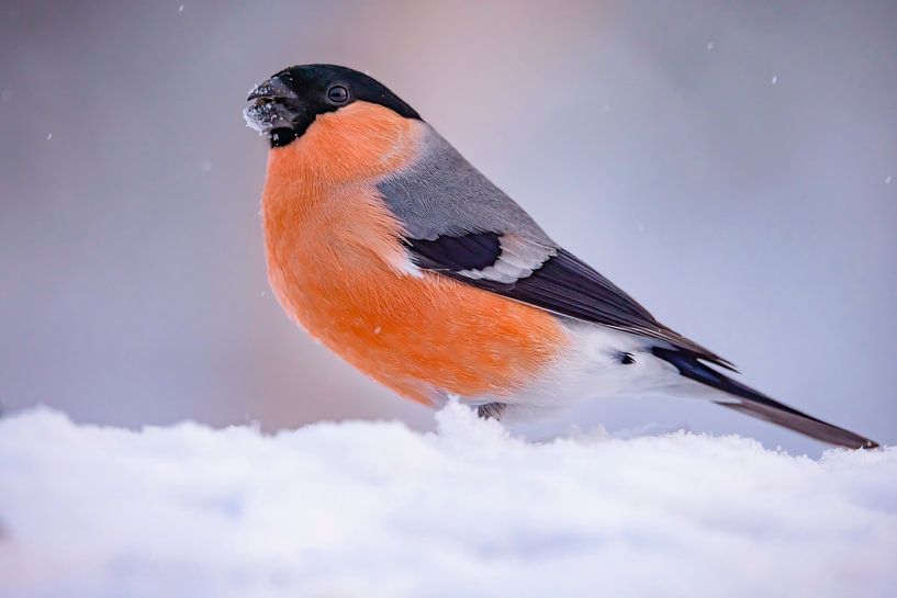 The Northern Bullfinch, Pyrrhula pyrrhula (Bullfinch) by Gert Hilbink