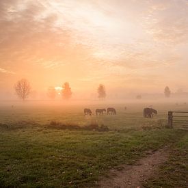 Ponies's in the fog by Tonny Verhulst