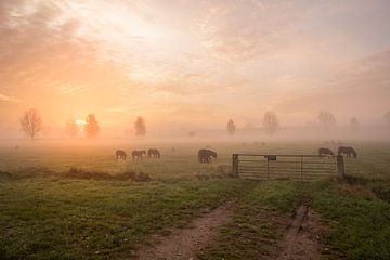 Des poneys dans le brouillard