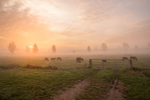 Des poneys dans le brouillard sur Tonny Verhulst