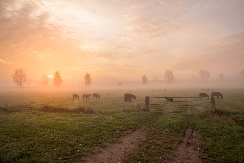 Des poneys dans le brouillard par Tonny Verhulst