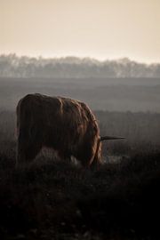 Hooglander by Jisca Lucia