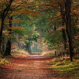 Forêt d'automne sur Rianne Groenveld