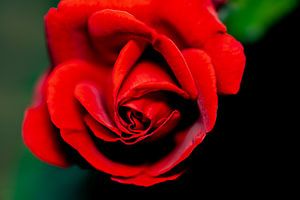 De roos, een bloem met symboliek? van Shop bij Rob