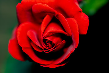 The rose, a flower with symbolism?