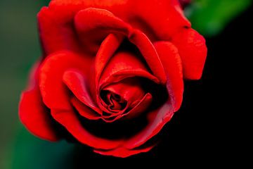 Die Rose, eine Blume mit Symbolkraft? von Shop bij Rob