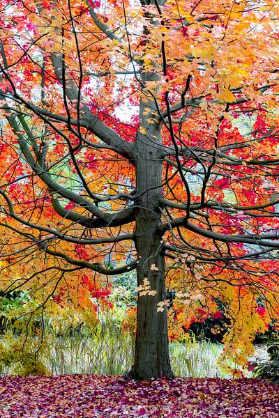 Marvelous Maple van Lars van de Goor