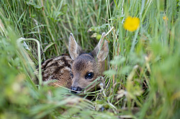 Calf in the grass
