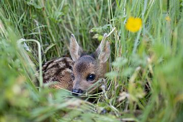 Calf in the grass by Bas Ronteltap