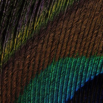 A small piece of peacock feather by Marjolijn van den Berg