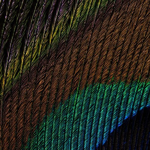 Een klein stukje pauwenveer