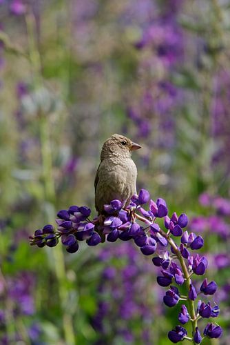 Moineau