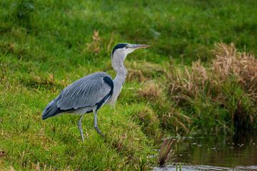 Le héron bleu après avoir attrapé un délicieux en-cas sur Merijn Loch