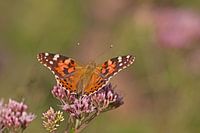 butterflies