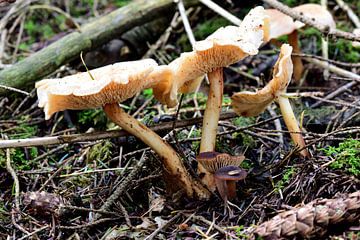Bos paddenstoelen van Gerard de Zwaan
