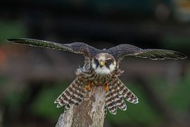 The red-footed falcon