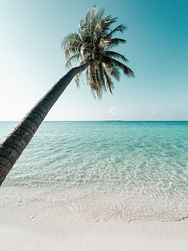 Palmboom op een wit strand - Malediven | fine art fotoprint