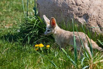 Cute deserted fox Fenech (Exupery novel, little prince) on the green grass. by Michael Semenov
