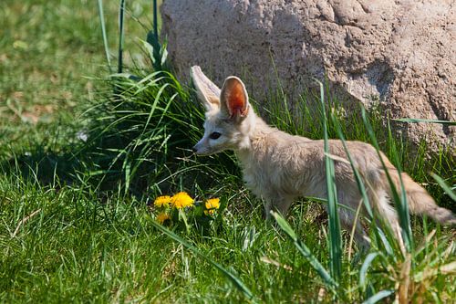 Cute deserted fox Fenech (Exupery novel, little prince) on the green grass.