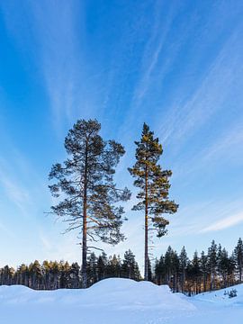 Paysage avec de la neige et des arbres en hiver à Kuusamo, Finlande sur Rico Ködder