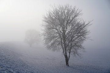 Landschap in de mist