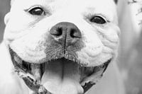 Happy old englisch bulldog