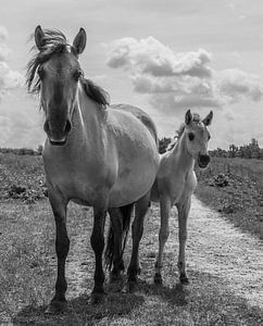 Pferd mit Fohlen in Schwarz und Weiß