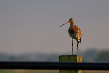 Grutto op de uitkijk van Marcel Jagt