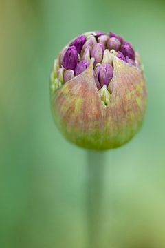 Sierui in de knop (Allium) van Tamara Witjes