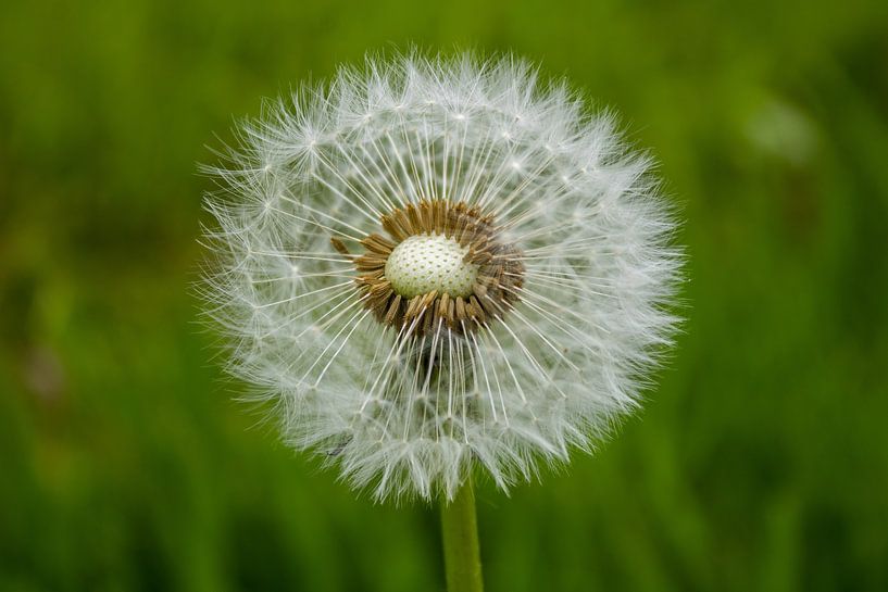Dandelion by Linda van Rij